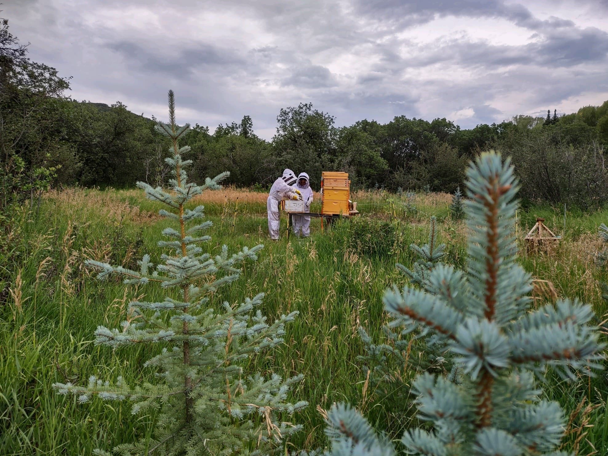 Two beekeepers working beside bright yellow hives in a mountain meadow
