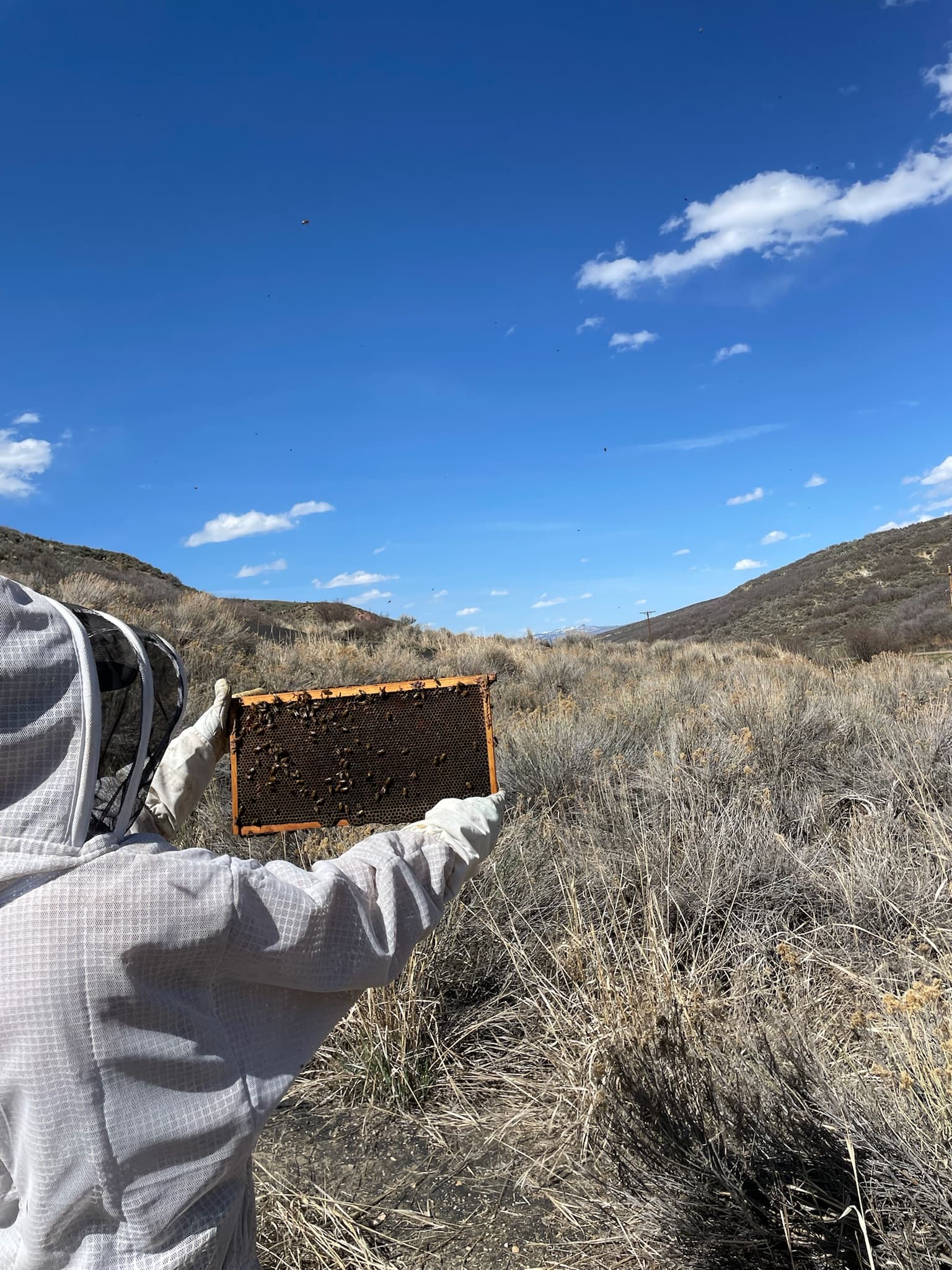 Beekeeper holding a frame on a dry Colorado hillside under blue sky