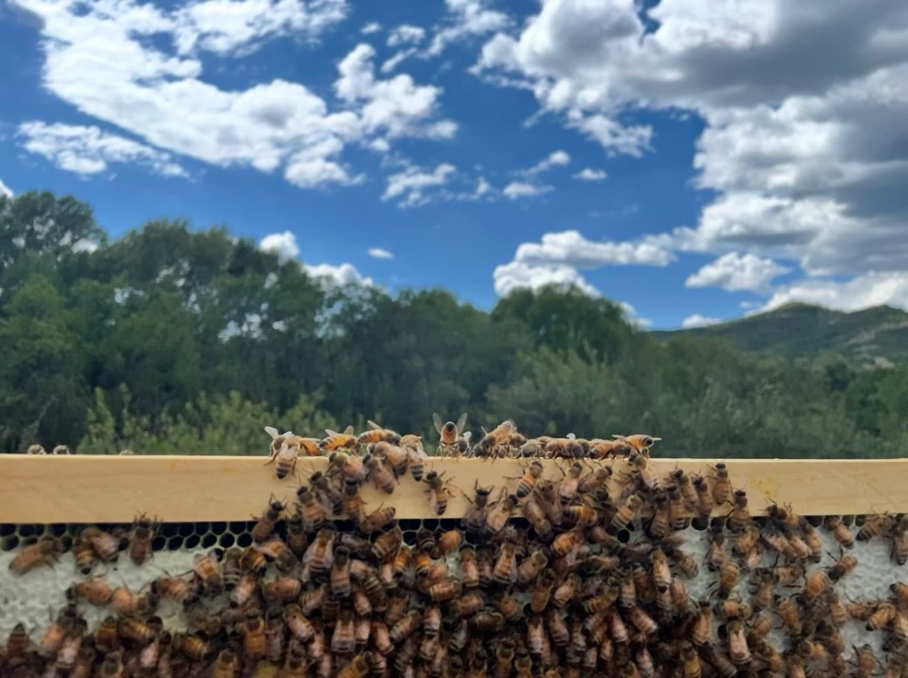 Bees clustered across a honeycomb frame with Colorado mountains in the background