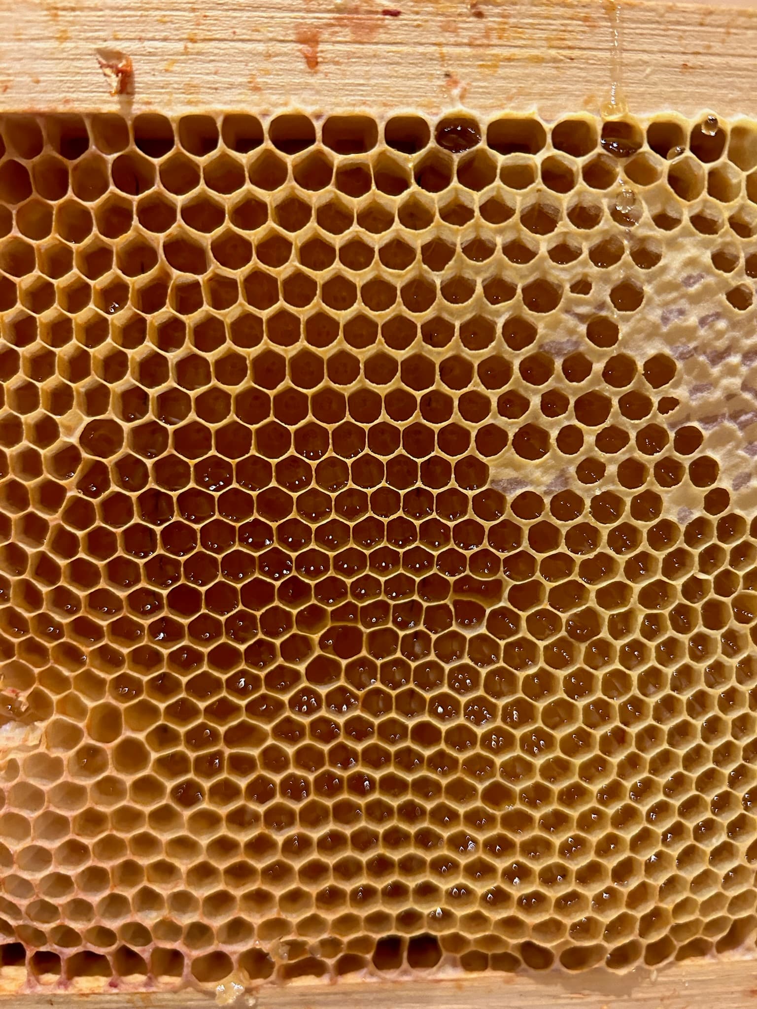 Close-up of raw honey gleaming inside open comb cells