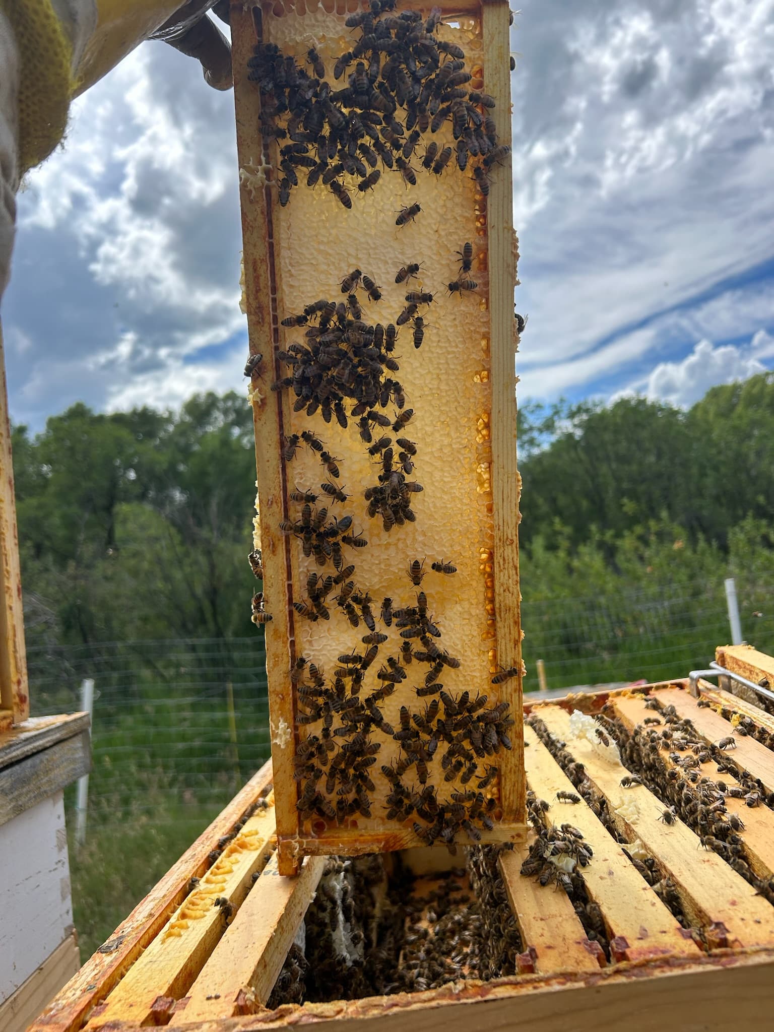 A honey-filled frame lifted above an open hive during inspection