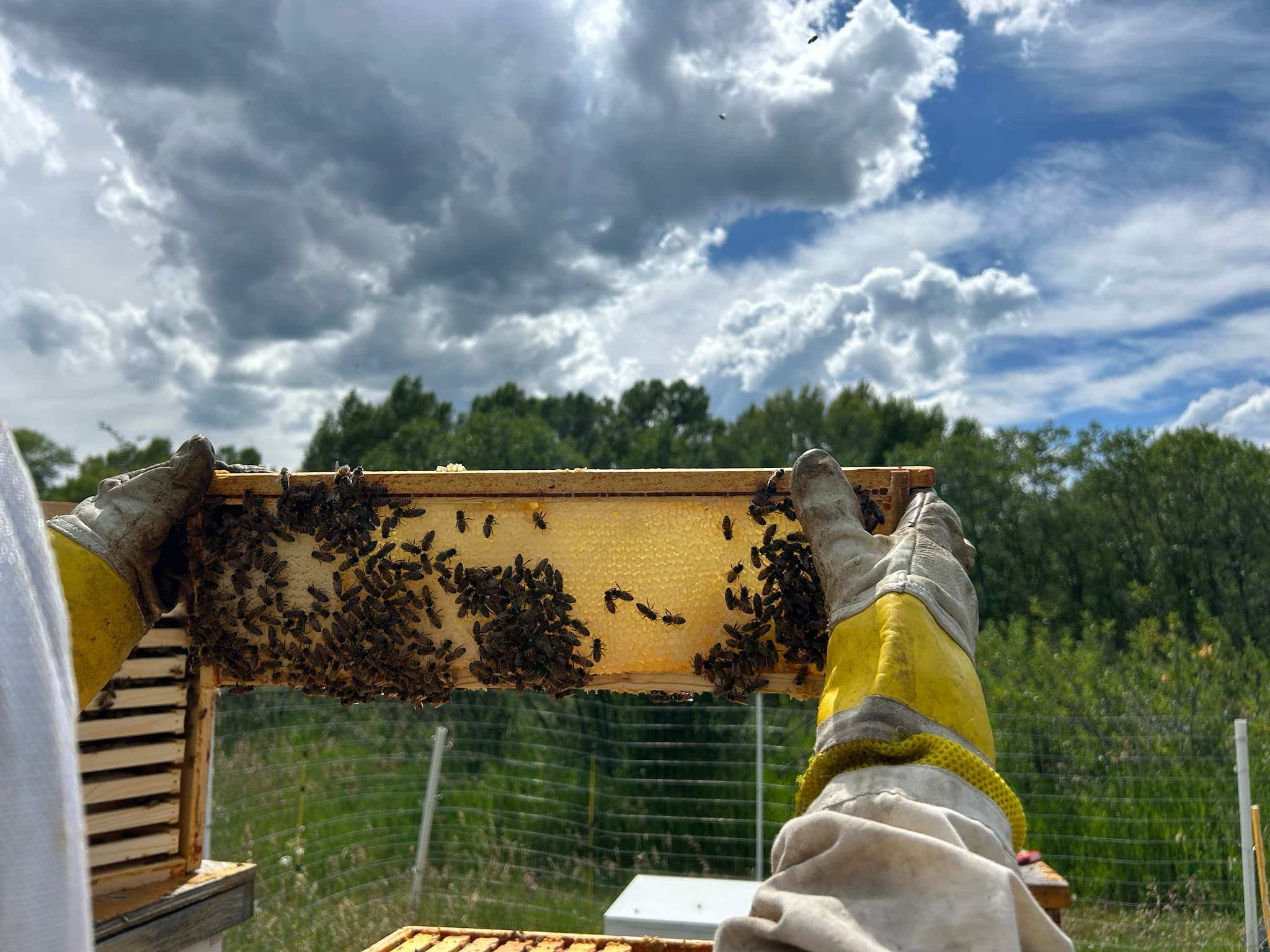 Beekeeper holding a frame of honeycomb at a Colorado mountain apiary